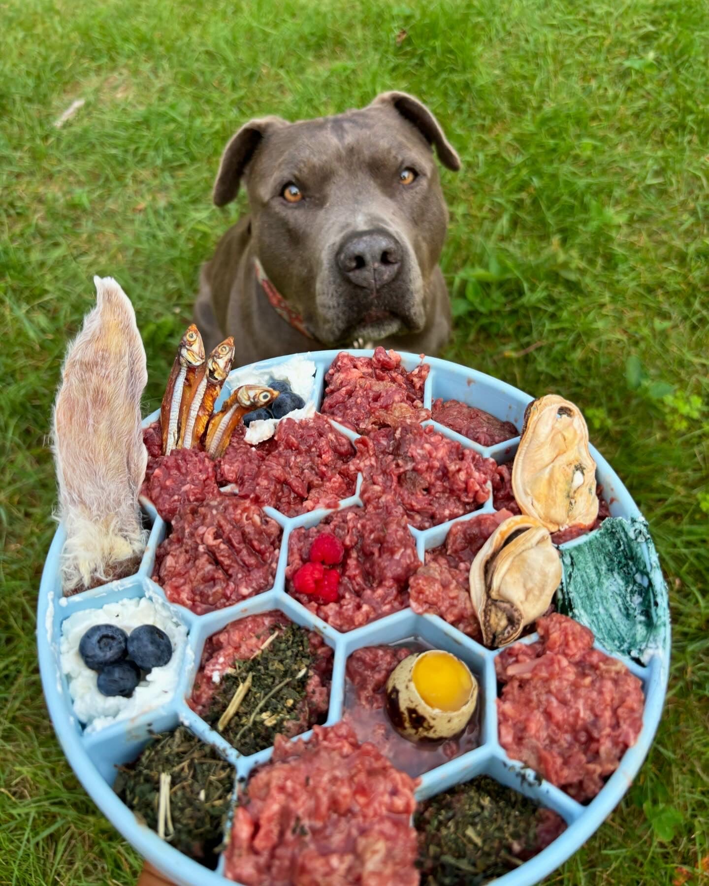 Raw dog food, raw pet food, frozen raw dog food, raw dog meals, natural raw dog food, raw food for dogs, BARF diet for dogs, biologically appropriate dog food, fresh raw dog food, healthy dog food, grain-free dog food, holistic dog food, raw dog food delivery, raw nutrition for pets, raw dog food Canada, Ottawa, Local, Gatineau, Wakefield, Chelsea, Russel, slow feeders, dog puzzle, dog toy, raw food bowl, raw food puzzle, raw food feeder, Charmy, Rabbit ears, Made in Canada