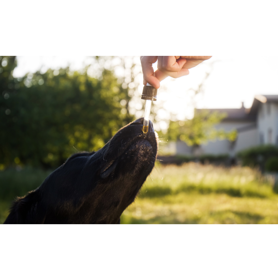 Raw dog food supplements, natural pet supplements, dog probiotic powder, raw goat milk for dogs, green-lipped mussel, omega-3 for dogs, kelp for dogs, turmeric for dogs, milk thistle for dogs, immune support for dogs, anti-inflammatory herbs, holistic pet care, natural dog wellness, herbal remedies for dogs, Ottawa, Local, Gatineau, Wakefield, Chelsea, Russel, hemp oil