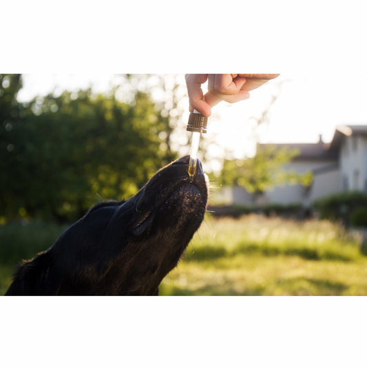 Raw dog food supplements, natural pet supplements, dog probiotic powder, raw goat milk for dogs, green-lipped mussel, omega-3 for dogs, kelp for dogs, turmeric for dogs, milk thistle for dogs, immune support for dogs, anti-inflammatory herbs, holistic pet care, natural dog wellness, herbal remedies for dogs, Ottawa, Local, Gatineau, Wakefield, Chelsea, Russel, hemp oil