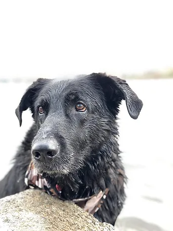 Charlie's Story
