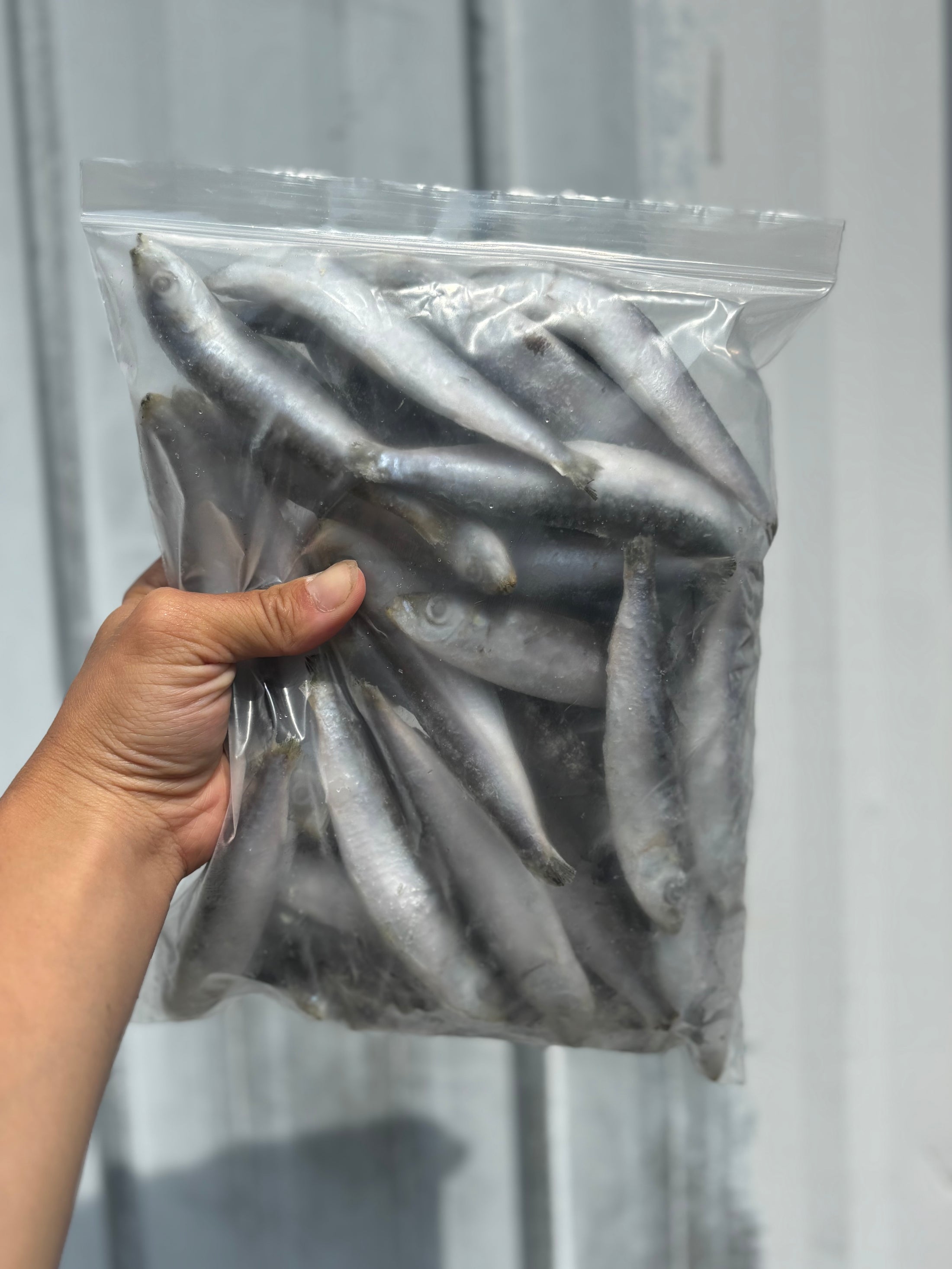 Frozen Sardines