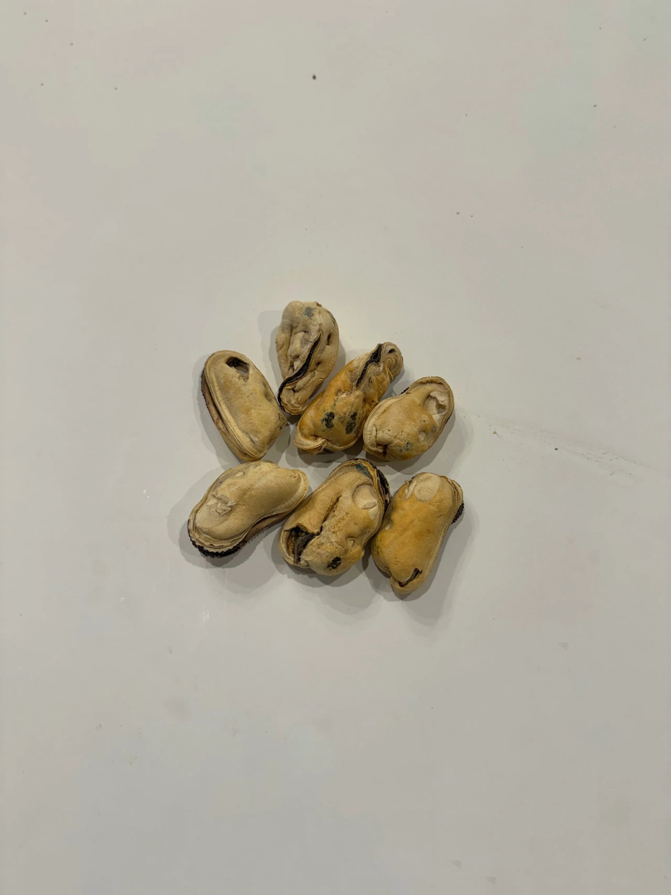 Freeze Dried Green Lipped Mussels 40g