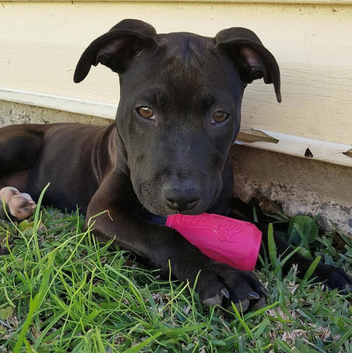 Puppy can toy treat dispenser