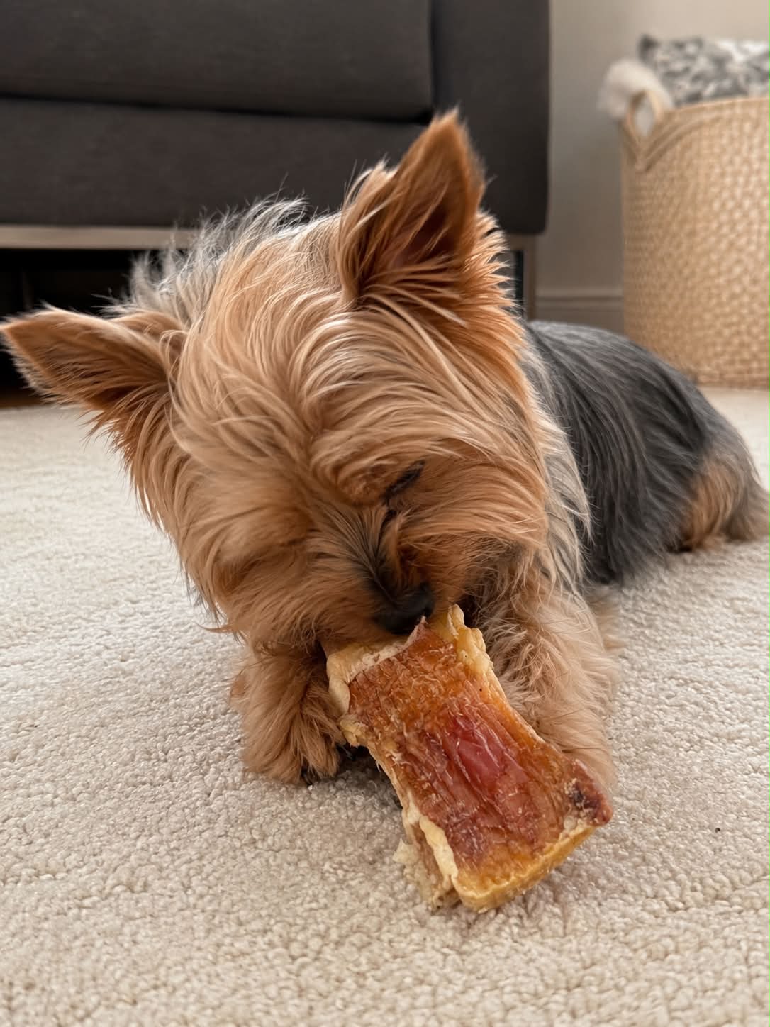 Dehydrated Bison Chews